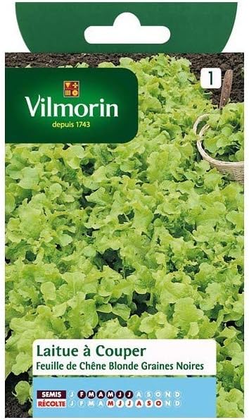 Graines de Laitue Feuille de Chêne blonde - Vilmorin